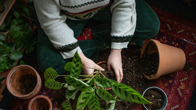5+1 βήματα για σωστή συντήρηση κήπου το φθινόπωρο – Όλα όσα πρέπει να κάνετε
