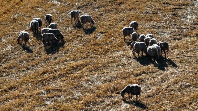Ξεκίνησαν οι πληρωμές του ΟΠΕΚΕΠΕ – Σήμερα καταβάλλονται τρεις κατηγορίες ενισχύσεων ύψους 153 εκατ. ευρώ