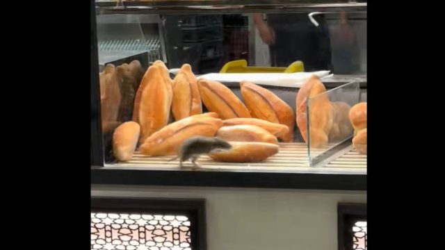 Βίντεο σοκ από φούρνο: Αρουραίος «μπουκάρει» στη βιτρίνα και τρέχει ανάμεσα σε ψωμιά και σφολιάτες