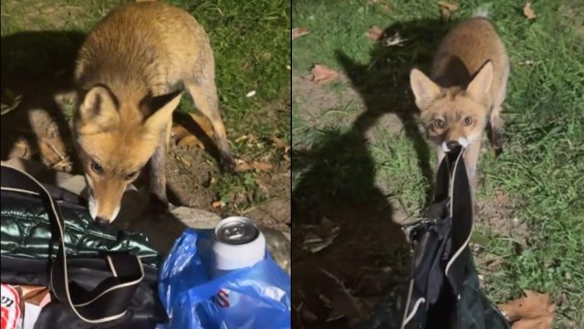 Το TikTok που έγινε viral: Πεινασμένη… αλεπού αποπειράθηκε να κλέψει τσάντα με κρουασάν στην Πετρούπολη
