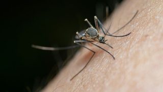 Συναγερμός για τον ιό του Δυτικού Νείλου: Ρεκόρ 7ετίας, κορύφωση στα τέλη Αυγούστου και η «αόρατη» διασπορά στην κοινότητα