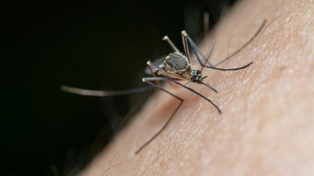Συναγερμός για τον ιό του Δυτικού Νείλου: Ρεκόρ 7ετίας, κορύφωση στα τέλη Αυγούστου και η «αόρατη» διασπορά στην κοινότητα