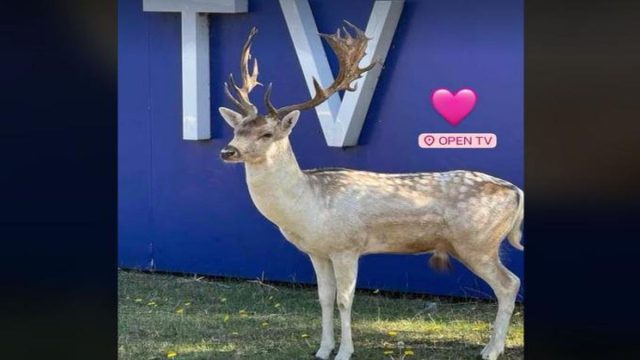 Επισκέπτης έκπληξη: Ένα ελάφι εμφανίστηκε στις εγκαταστάσεις του Open στο Κορωπί