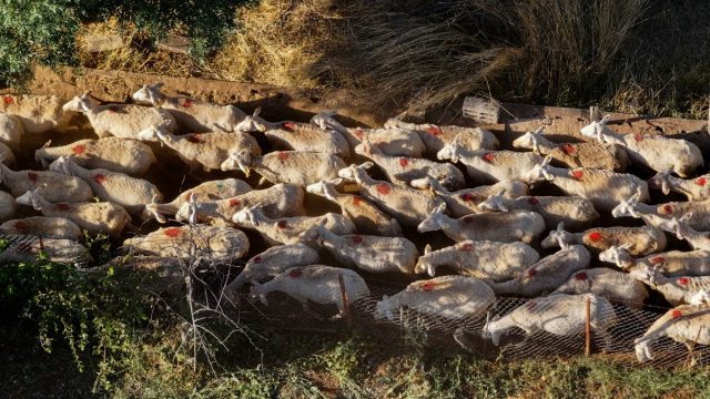 Θλίψη στο Μικρό Μοναστήρι: Κτηνοτρόφος πέθανε από τη στενοχώρια του επειδή του θανάτωσαν τα ζώα