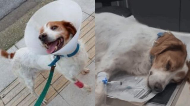 «Ουδέποτε αναφέραμε ότι το ζώο κακοποιήθηκε σεξουαλικά»: Τι είπε ο φιλοζωικός σύλλογος για τον βασανισμό του σκύλου στην Ηλεία