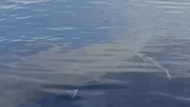 Σπάνιο θέαμα στην Κάρπαθο: Ψαράδες ήρθαν «πρόσωπο με πρόσωπο» με τεράστιο λευκό καρχαρία