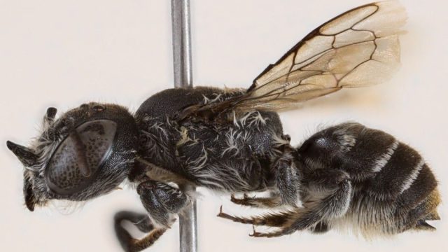 Megachile Lucifer: Αυστραλοί επιστήμονες ανακαλύπτουν νέο είδος μέλισσας με… «διαβολικά» κέρατα