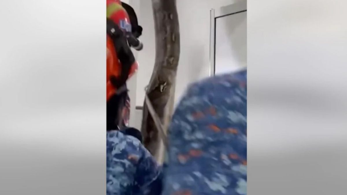 Εφιάλτης σε σπίτι της Μαλαισίας: Ο τεράστιος πύθωνας που έσπασε το ταβάνι μπάνιου!