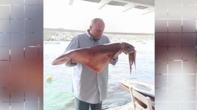 Γιγάντια καλαμάρια στον Ορνό Μυκόνου: Ένα ασυνήθιστο αλίευμα 17 κιλών (video)