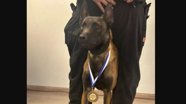 Οργή για τον θάνατο του σκύλου Echo – Τον δηλητηρίασαν! Είχε συμμετάσχει στις έρευνες για τα Τέμπη