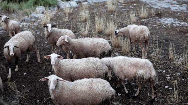 Παρέμβαση Αρείου Πάγου για την ευλογιά προβάτων μετά τις καταγγελίες Τσιάρα – Έρευνα για παραβάσεις από κτηνοτρόφους