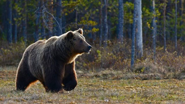 Βαρβαρότητα χωρίς προηγούμενο στην Δράμα: Πυροβόλησαν και μετά αποκεφάλισαν αρκούδα