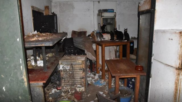 «Aγαπάω τα γατάκια και θέλω μόνο το καλό τους»: Τρία χρόνια φυλακή στον βασανιστή και δολοφόνο ζώων στη Δονούσα