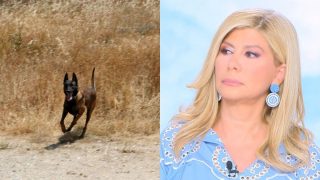 «Γινόμαστε δολοφόνοι του εαυτού μας»: Ξέσπασε η Ζήνα Κουτσελίνη για τη δηλητηρίαση του σκύλου ντετέκτιβ Echo