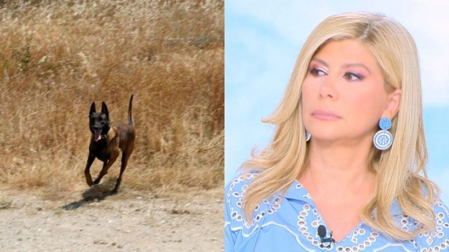 «Γινόμαστε δολοφόνοι του εαυτού μας»: Ξέσπασε η Ζήνα Κουτσελίνη για τη δηλητηρίαση του σκύλου ντετέκτιβ Echo