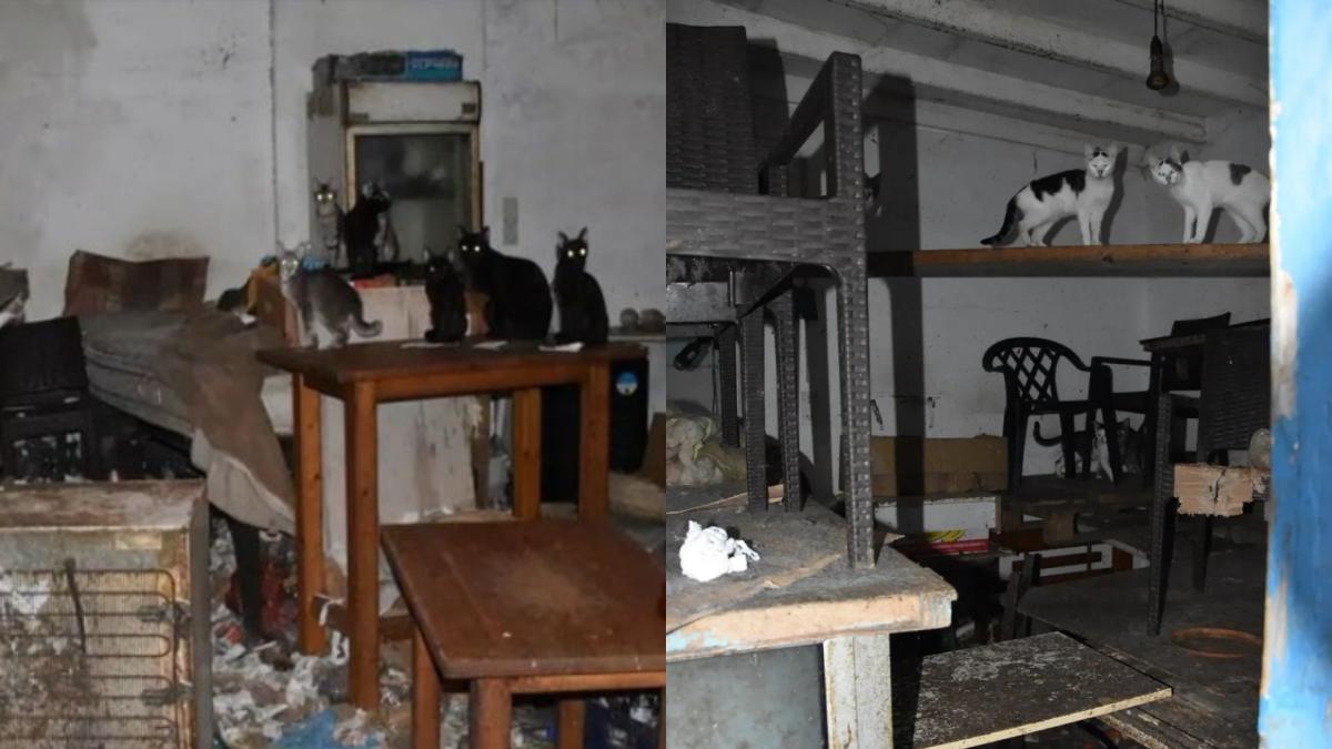 Φρίκη στη Δονούσα: 63χρονος είχε φυλακισμένες 58 υποσιτισμένες γάτες – Πρόστιμο 1,7 εκατ. ευρώ