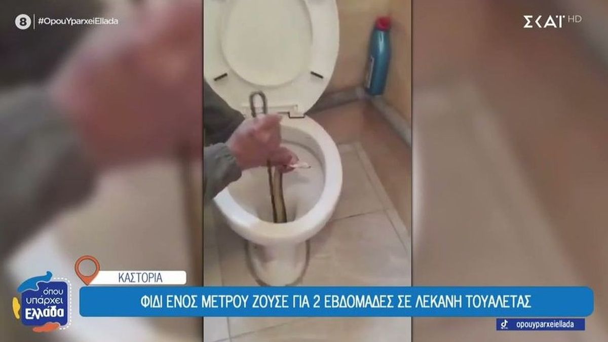 Καστοριά: Φίδι ζούσε μέσα σε λεκάνη για 2 εβδομάδες – Η τουαλέτα βρισκόταν στο αεροδρόμιο της πόλης