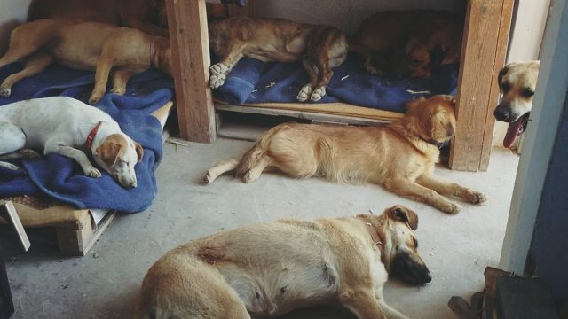 Μάθημα ανθρωπιάς: Το πρότυπο καταφύγιο του Αλέξανδρου Ηλιάδη που έγινε «ζεστή αγκαλιά» για τα αδέσποτα