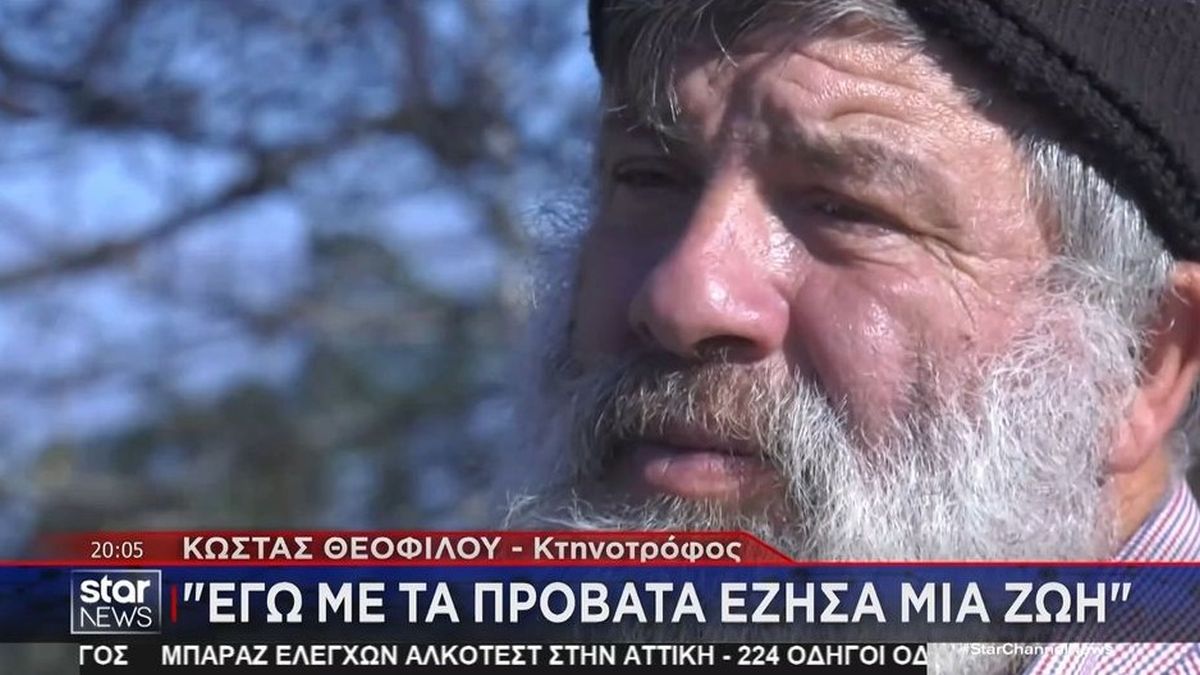 «Εγώ με τα πρόβατα έζησα μια ζωή»: Συγκλονίζει ο κτηνοτρόφος που υπέστη εγκεφαλικό επειδή έπρεπε να θανατώσει 450 ζώα