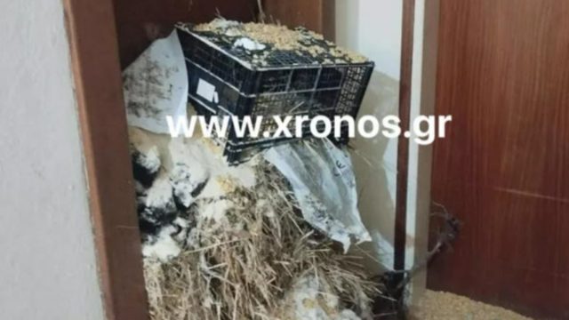 Αγρότες στη Ροδόπη πέταξαν βαμβάκι και σανό στο γραφείο του βουλευτή Ευριπίδη Στυλιανίδη