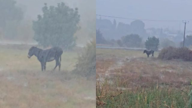 Οργή στην Πάφο: Γαϊδουράκι ήταν δεμένο μέσα στη θεομηνία – Πώς διασώθηκε (video)
