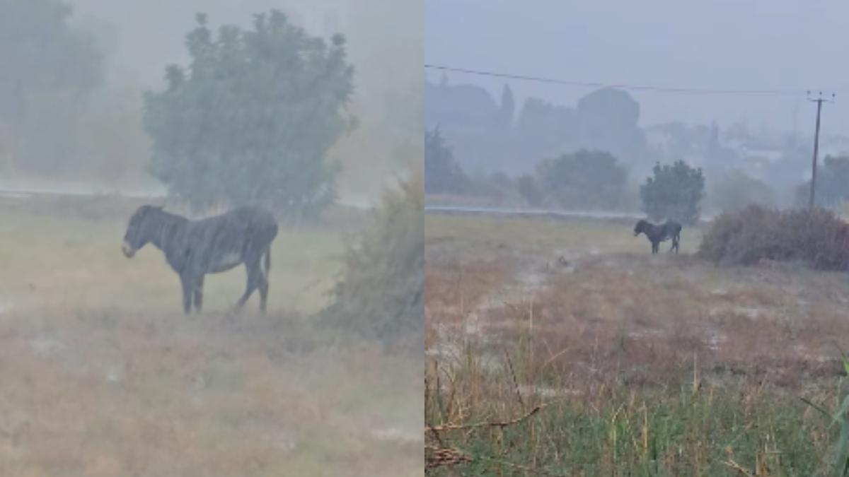 Οργή στην Πάφο: Γαϊδουράκι ήταν δεμένο μέσα στη θεομηνία – Πώς διασώθηκε (video)