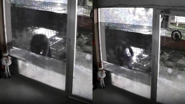 «Είναι άνθρωπος που δε διστάζει σε τίποτα»: Άγνωστος απαγάγει αδέσποτες γάτες από τη Νέα Φιλαδέλφεια