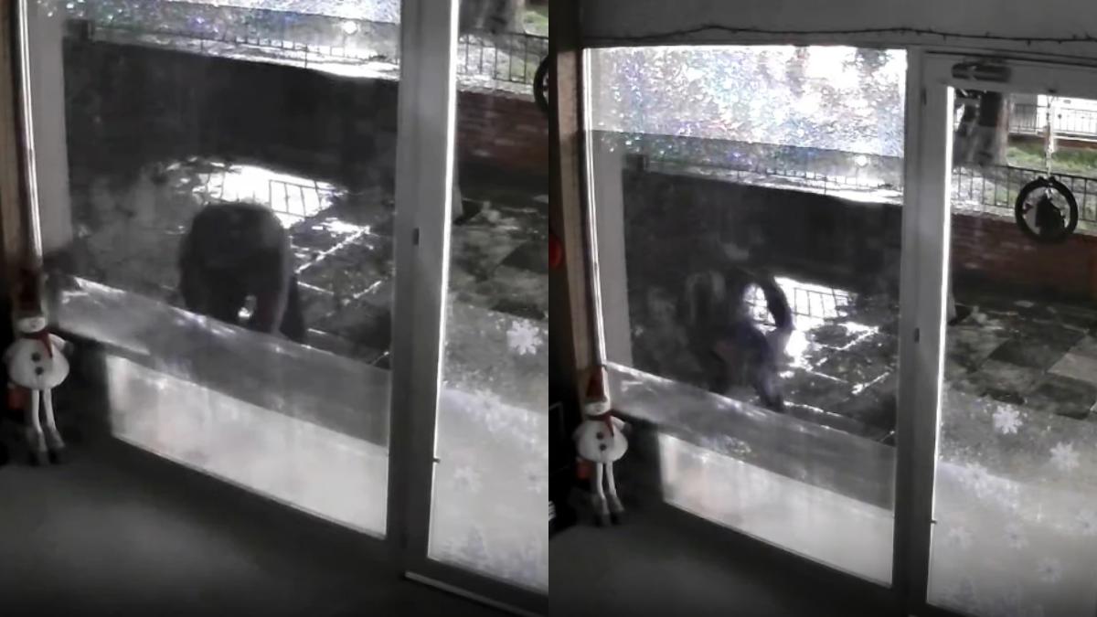 «Είναι άνθρωπος που δε διστάζει σε τίποτα»: Άγνωστος απαγάγει αδέσποτες γάτες από τη Νέα Φιλαδέλφεια