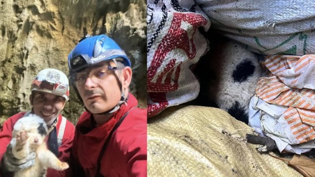 Φρίκη στο Πήλιο: Πέταξαν κουτάβια σε γκρεμό 20 μέτρων – Σώθηκε μόνο ένα
