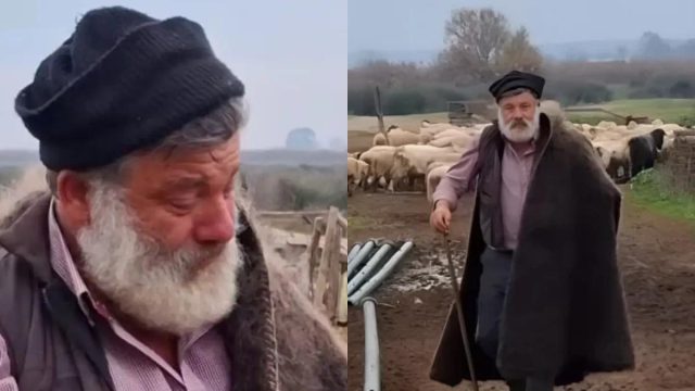 Δραματική εξέλιξη: Κατέρρευσε ο κτηνοτρόφος που αποχαιρέτησε με δάκρυα τα 450 σπάνια πρόβατά του – Νοσηλεύεται με συμπτώματα εγκεφαλικού