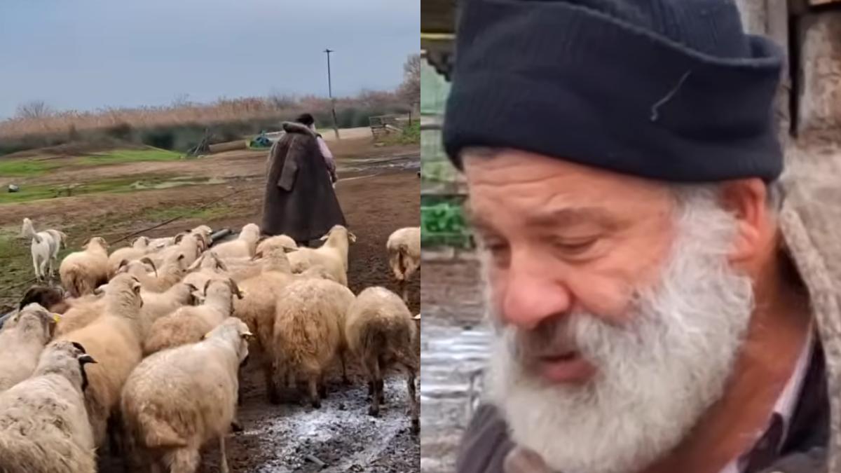 «Δεν έχω κλάψει ποτέ στη ζωή μου, δεν έχω γονατίσει»: Κτηνοτρόφος αποχαιρέτησε τα 450 πρόβατά του που θα θανατωθούν λόγω ευλογιάς