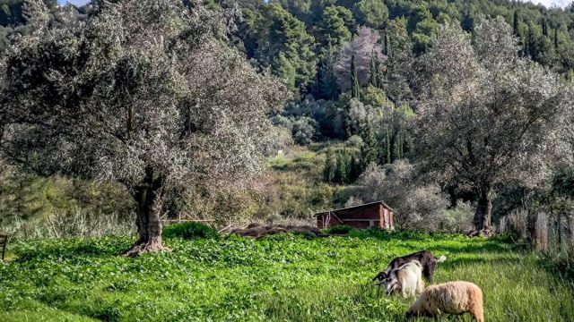 ΑΑΔΕ: «Σαφάρι» ελέγχων σε 3.000 αγρότες για απάτες με το Ε9 και τον ΟΠΕΚΕΠΕ