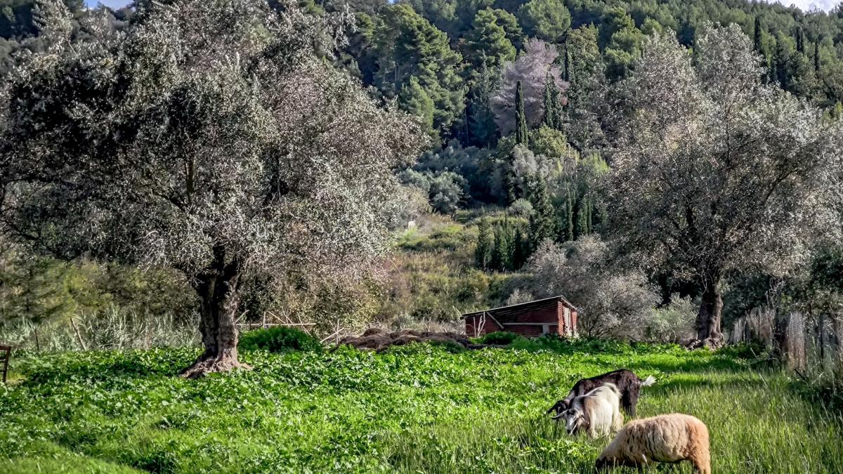 ΑΑΔΕ: «Σαφάρι» ελέγχων σε 3.000 αγρότες για απάτες με το Ε9 και τον ΟΠΕΚΕΠΕ
