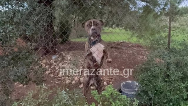 Τραγική ειρωνεία με το νεκρό 2χρονο στη Ζάκυνθο: Το πίτμπουλ ήταν αδέσποτο και το φιλοξενούσαν