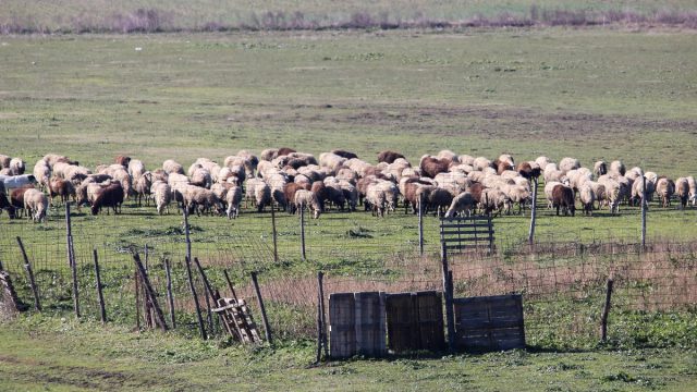 Eυλογιά αιγοπροβάτων: 74 νέα κρούσματα – Θλίψη με το νούμερο των θανατώσεων