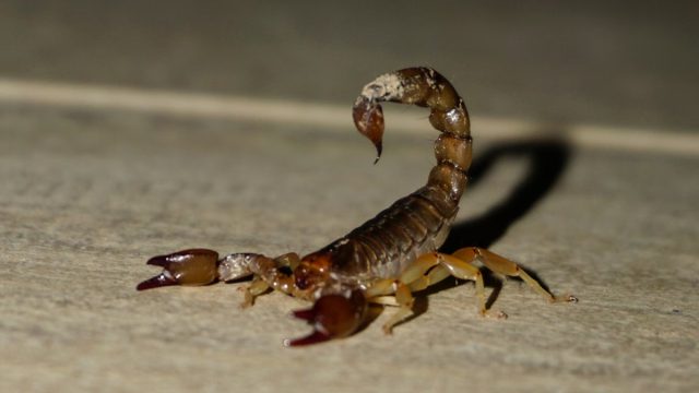 Το θανατηφόρο δηλητήριο του σκορπιού δίνει ελπίδες για νέκρωση καρκινικών κυττάρων