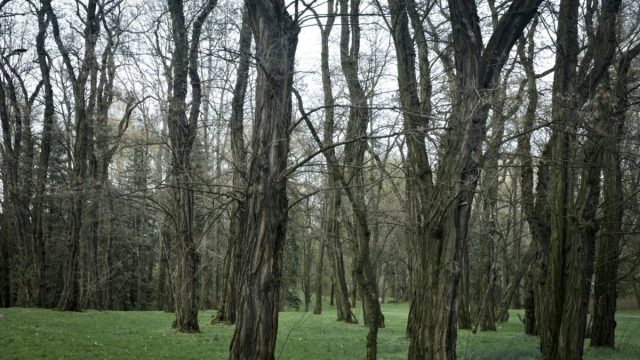 Τραγικό περιστατικό στην Χαλκιδική: 79χρονος έχασε τη ζωή του όταν καταπλακώθηκε από κορμό δέντρου