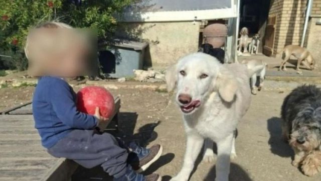«Το πίτμπουλ τρόμαξε από πυροβολισμούς κυνηγών»: Αποκαλύψεις από τη μητέρα του 2χρονου για την τραγωδία στη Ζάκυνθο