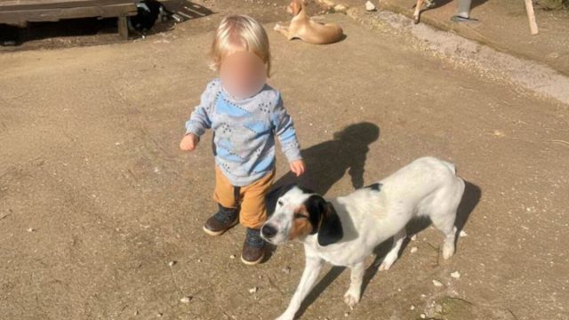 Ζάκυνθος: Αυτός είναι ο 2χρονος Λίο που τον κατασπάραξε πίτμπουλ – Με πολλά ζώα ζούσε η οικογένεια