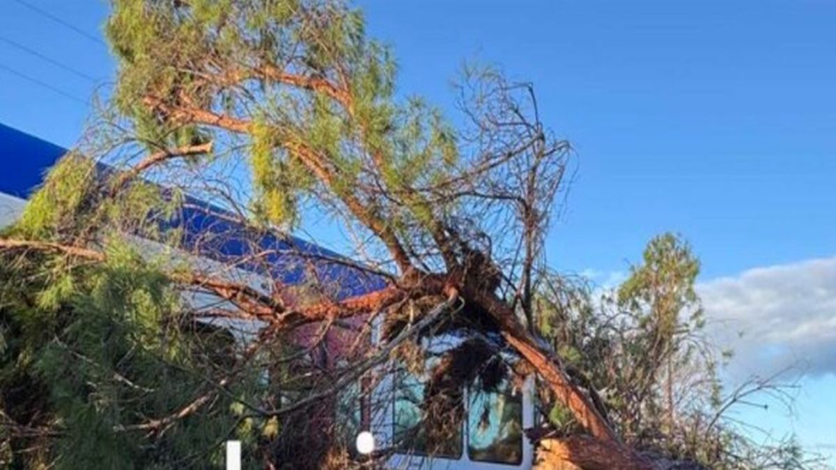 Συναγερμός στην Ηλεία: Δέντρο έπεσε πάνω σε τρένο γεμάτο επιβάτες