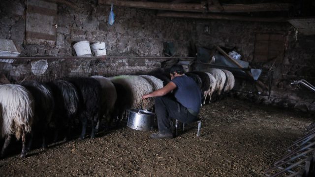 Τραγωδία στην Πιερία: Κτηνοτρόφος κρεμάστηκε στο σπίτι του επειδή του θανάτωσαν 1.000 πρόβατα