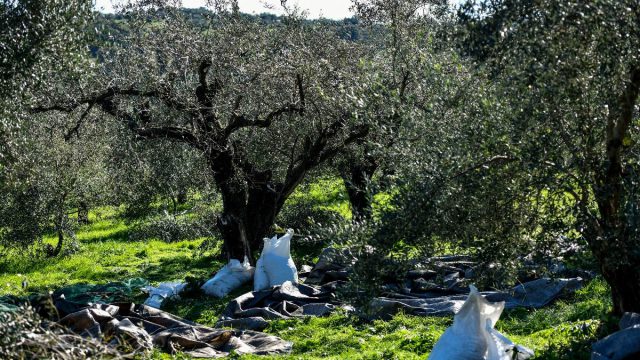 Ηλεία: Πέθανε 79χρονος την ώρα που έκαιγε λιόκλαρα