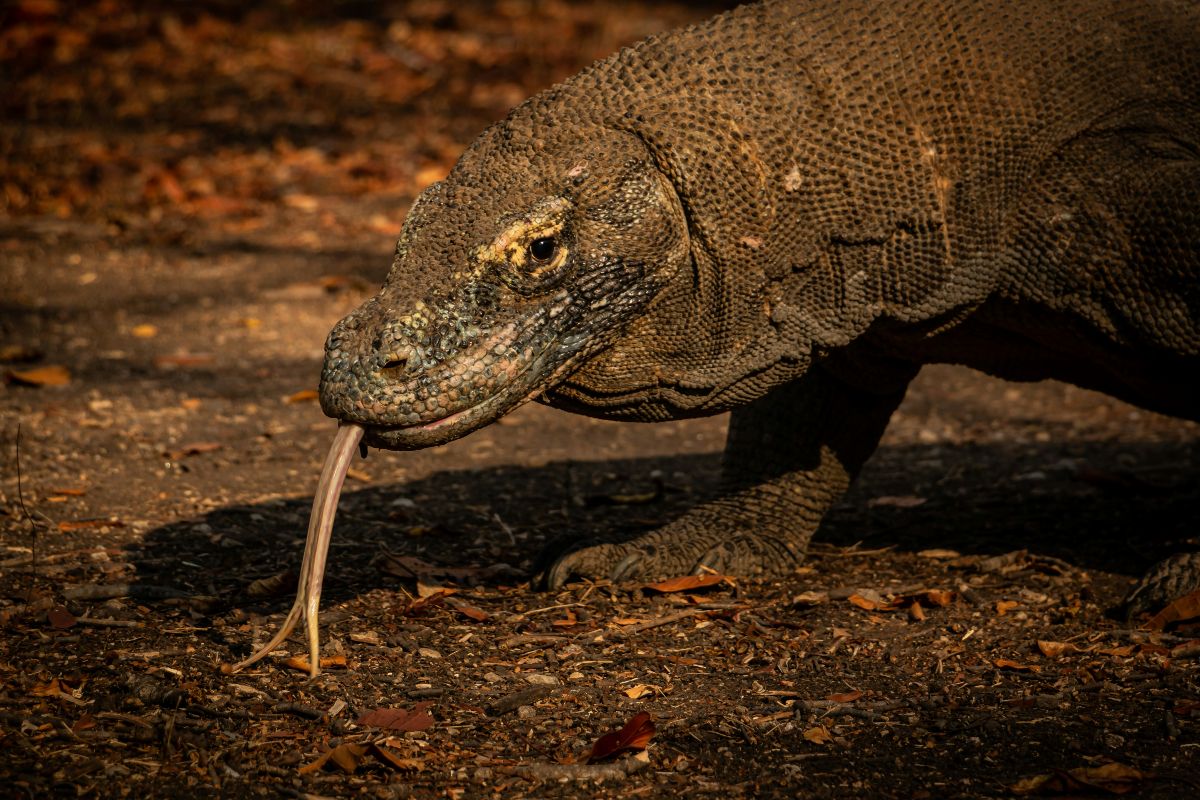 Komodo dragon σε φυσικό περιβάλλον, υποδηλώνοντας την άγρια φύση
