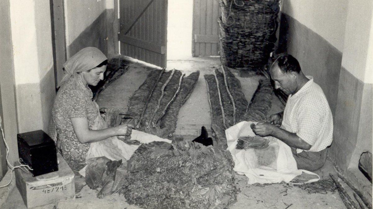 Σαν σήμερα, 25 Φεβρουαρίου 1965: Η «Μαύρη Πέμπτη» της Πεντάπολης: Όταν ο καπνός των Σερρών βάφτηκε με αίμα