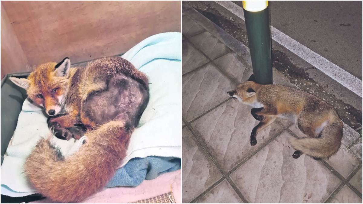 Γιατί η Αθήνα έχει γεμίσει με αλεπούδες; Τι πρέπει να κάνετε αν τις συναντήσετε «face to face»