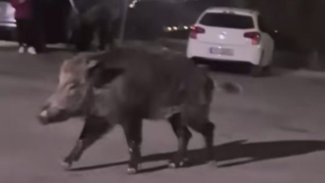 Αγριογούρουνα κατέκλυσαν τα Δυτικά Προάστια!