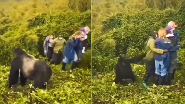 Επίθεση γορίλα σε τουρίστα στην Ουγκάντα μπροστά στις κάμερες