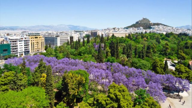 Μωβ πανδαισία στην καρδιά της Αθήνας: 90 τζακαράντες φέρνουν χρώμα στη Βασιλέως Κωνσταντίνου
