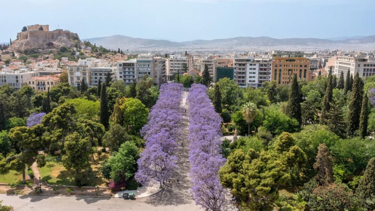 Στη Λεωφόρο Βασιλέως Κωνσταντίνου, ξεκίνησε η φύτευση 90 νέων δέντρων