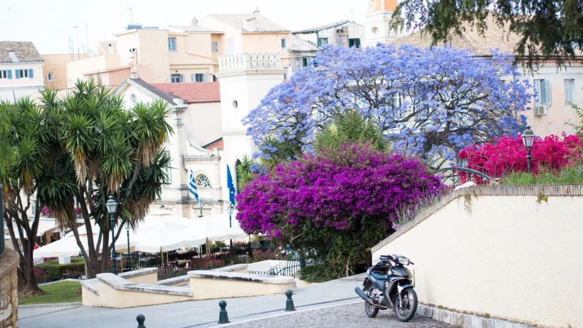 Από το 2024 φτάνει περίπου τα 11.500 δέντρα